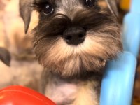 FCI secereli Miniatute Schnauzer yavruları