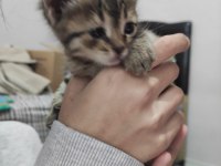 Yağmurdan kaçan şimşek yuva arıyor tekir