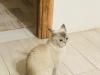 British shorthair kedisi