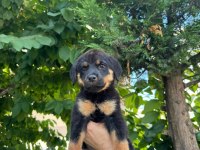 Alman kökenli rottweiler yavruları