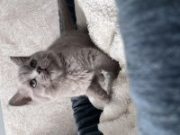 British Shorthair yavrular