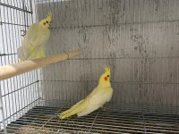 Denizlinin en kaliteli ve uygun papağanları S&M Hobi
