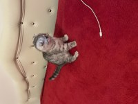 3 Aylık Scottish Fold Dişi