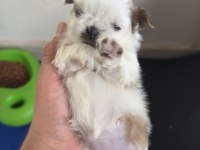 Shih Tzu Yavrularımız