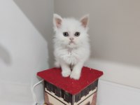 2 aylık dişi british longhair kedimi sahiplendiriyorum
