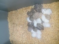 Yavru ve yetişkin hamster