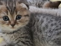 British shorthair ve scottish fold sahiplendirme