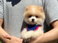 Yavru Pomeranian Boolarımız