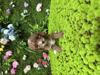 Toy poodle bebekleri