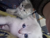 British shorthair yavrularıma bir yuva