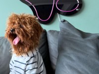 KORE YAVRUSU A KALİTE TEACUP RED BROWN TOY POODLE YAVRULAR