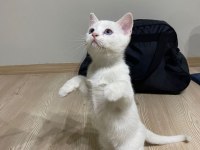 BEYAZ TÜYLÜ MAVİ GÖZLÜ british shorthair