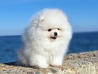 5 Aylık Yavru Pomeranian Boo White