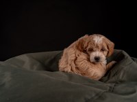 Maltipoo Yavrular