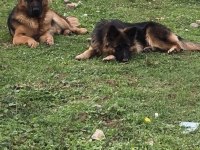 Genç süper kalite erkek ve dişi alman kurdu