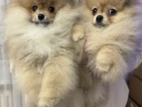 Pomeranian boo yavrularım