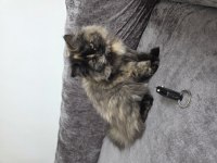 British Longhair Sahiplendirme