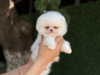 Yavru Pomeranian Boo Köpeklerimiz