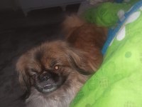 Pekinez köpeğimizi ücretsiz sahiplendirmek istiyoruz