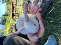 Mini lop tavşan yavruları evcil