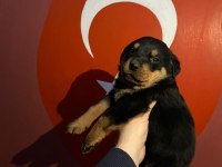 40 günlük koca kafa rottweiler yavrular