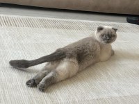 Scottish fold kedisi