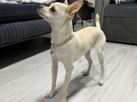 7 aylık chihuahua kartopu kızımız