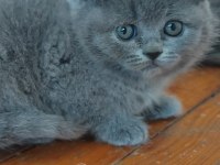 British shorthair yavrular teslime hazır
