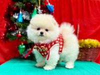 Safkan Pomeranian Boo Yavrularımız