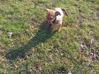 Rus pinscher kırması