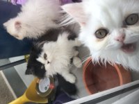 Sevimli Exotic Shorthair yavru