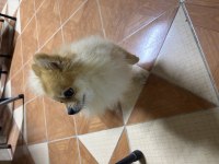 Üst düzey 2.5 yaşında erkek pomeranian boo