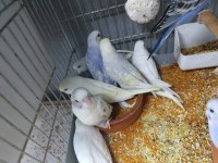 Yuvadan yeni çıkan muhabbet kuşu yavruları