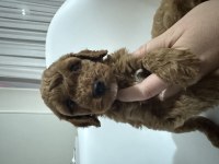 Toy Poodle Yavru Köpekler