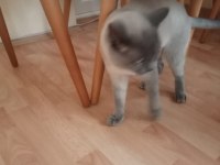 Blue point erkek 7 aylık british longhair