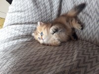 British longhair babası şecereli yavru