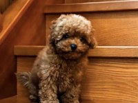 TOY POODLE YAVRUMUZ