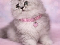 British Longhair 55 Günlük