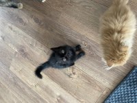 Mutlu yuva huzurlu aile dostları exotic shorthair
