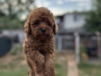 Sağlık ve ırk garantili toy Poodle yavrularımız