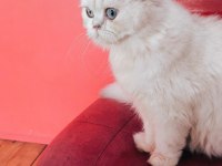 Ücretli British Longhair Silver Dişi