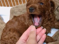 Toy Poodle Cins Köpeğimiz