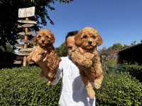 Toy Poodle Yavrularımız