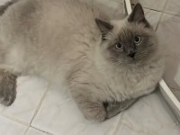 Yavru british longhair Bademimiz