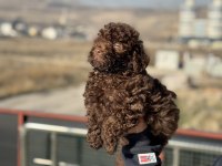 Petmode köpek çiftliğinden chocolate toy poodle