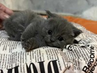British shorthair scottish fold yavruları