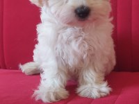 Maltese Malta terrier