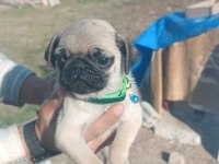 Sahibinden pug