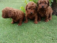 POODLE KALİTELİ CAZİP FİYATA POODLE