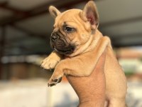Kalite french bulldog arayanlar